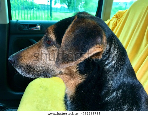 Dog on the back seat of a
car in