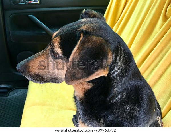 Dog on the back seat of a\
car in