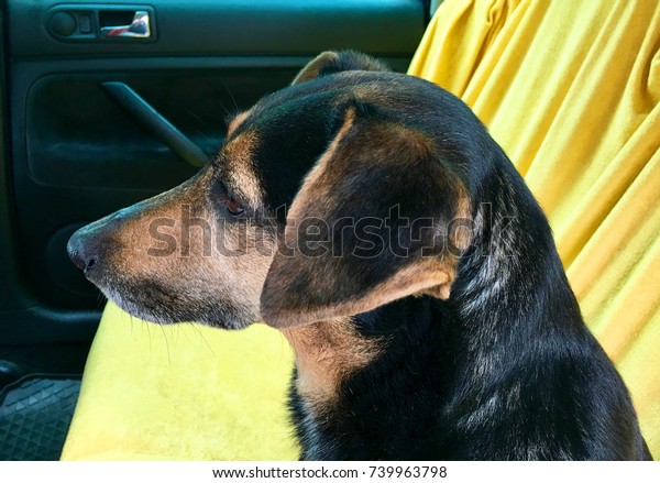 Dog on the back seat of a\
car in