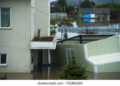 Dog On The Balcony Of A House During A Flood / Flood / City