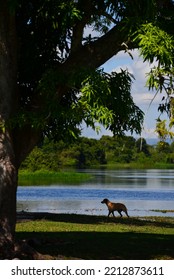 A Dog On The Banks Of The Guaporé - Itenez River In The Remote Fazenda Laranjeiras Farm, Rondonia State, Brazil, On The Border With The Beni Department, Bolivia