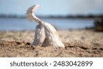 Dog on the beach digging a big hole