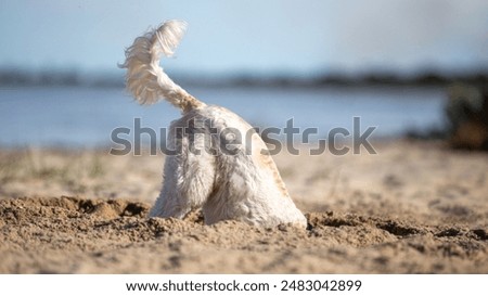 Dog on the beach digging a big hole