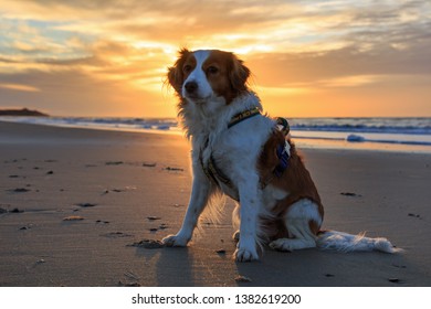 Dog on the beach during sunset