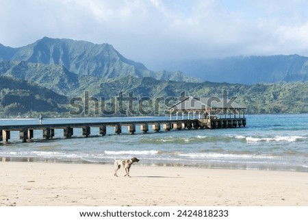A dog on the beach with Hanalei Pier in the background, Kauai, Hawai, USA. Hanalei Pier is a pier built into Hanalei Bay on the northern shore of the island of Kauai.