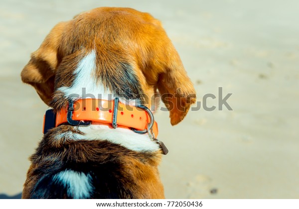 Dog on the beach\
looking at the ocean