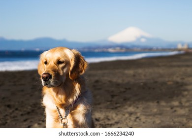 Hund am Strand mit Fuji-Berg