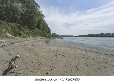 A Dog On The Beach Of 