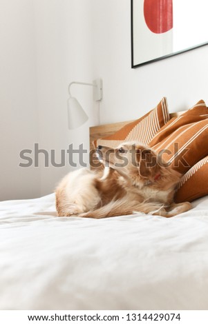 Dog on the bed 