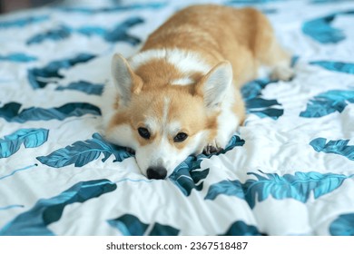 dog on the bed in the house - Shutterstock ID 2367518487