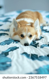 dog on the bed in the house - Shutterstock ID 2367518497