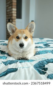 dog on the bed in the house - Shutterstock ID 2367518499