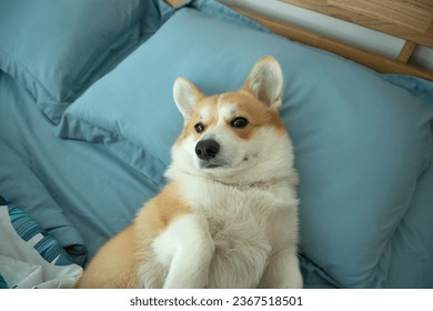 dog on the bed in the house - Shutterstock ID 2367518501
