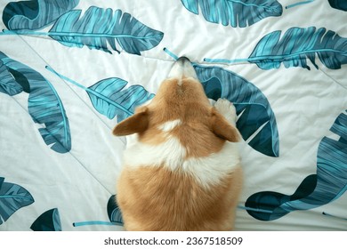 dog on the bed in the house - Shutterstock ID 2367518509