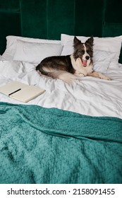 The Dog Is On The Bed Near The Notepad And Pen. Lies Bored On A Blue Bedspread. I Do Not Want To Work. Life Style