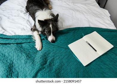The Dog Is On The Bed Near The Notepad And Pen. Lies Bored On A Blue Bedspread. I Do Not Want To Work. Life Style