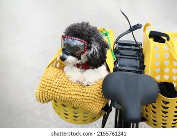 Dog on bike in bike basket with goggles. Cute black and white dog sitting relaxed and curious in a home made bicycle carrier to the side. Female miniature poodle enjoying a bike ride. Selective focus.