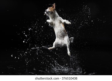 Dog On Black Background With Water