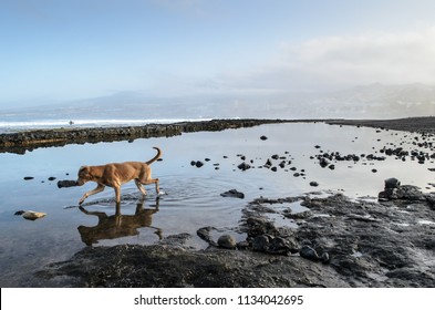 A Dog On A Black Lava Beach At Dawn In Las Americas,  Tenerife, Canary Islands, Spain