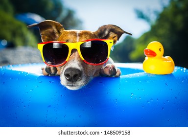 dog on  blue air mattress  in refreshing water