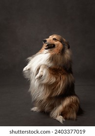 Perro con fondo marrón. Un Sheepdog de Shetland se sienta atento en un estudio, su piel exuberante y su expresión de alerta capturan su naturaleza inteligente y amigable