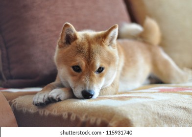 Dog On Couch