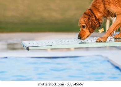 Dog On A Diving Board