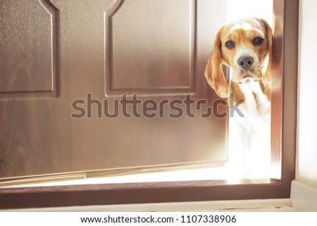 Dog on the doorstep of the house
