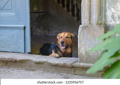 Dog On The Doorway Of The Manor House.