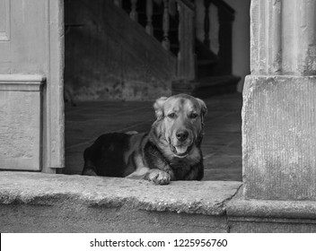 Dog On The Doorway Of The Manor House.