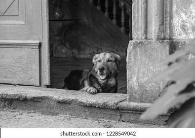 Dog On The Doorway Of The Manor House.