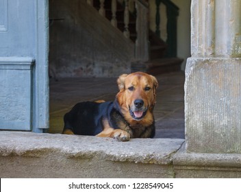 Dog On The Doorway Of The Manor House.