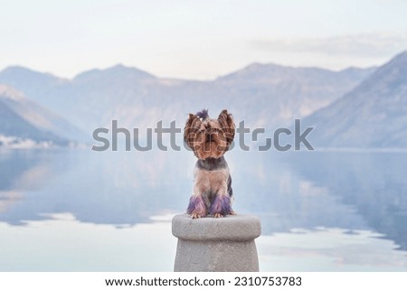 dog on the embankment against the backdrop of the blue mountains. Cute and little Yorkshire terrier in nature near the water on sunrise. 