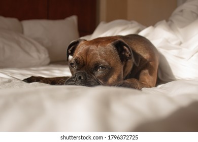 Dog On Falling Asleep On Hotel Bed