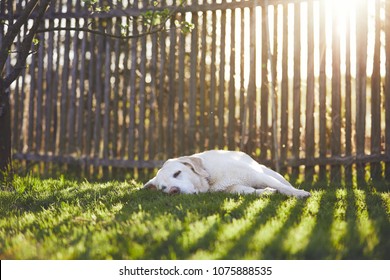 Dog on the garden at the sunset. Old labrador retriever sleeping on the grass against wooden fence. 