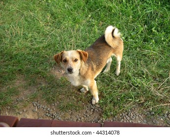 Dog on a grass background