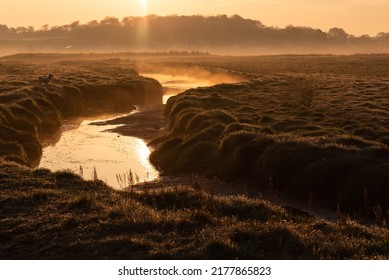 A Dog On High Alert Beside A Misty Stream At Sunrise