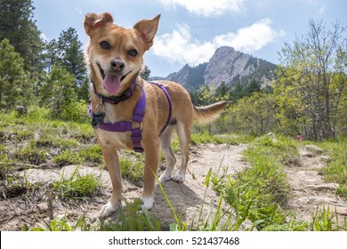 Dog On A Hike