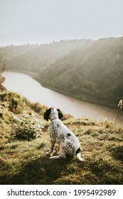 Dog On A Hike In Nature