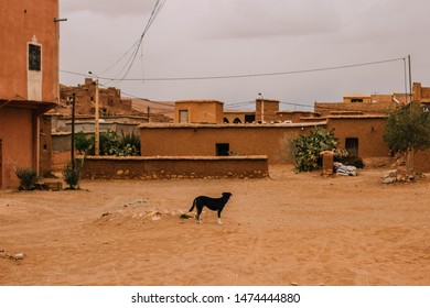 Dog On His Back By Old Town With Mud House In Morocco