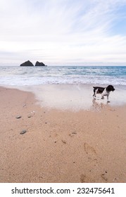 Dog On Holywell Bay Beach Cornwall Uk England