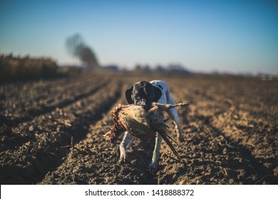 Dog on the hunt bringing back a pheasant