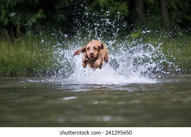 Dog On Jumping On Water