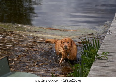 Dog on the lake. Golden Labrador retriever Golden Doodle. Happy holiday with dog. Swimming dogs. 