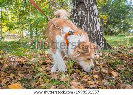 A dog on a leash in the autumn forest carefully sniffs the ground