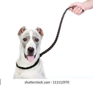 Dog On A Leash. Isolated On White Background