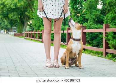 Dog On A Leash Looking Up And Listening To Her Owner