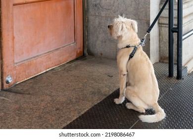 A Dog On A Leash Sitting Outside Of A Coffee Shop Waiting For His Owner To Come Back. 