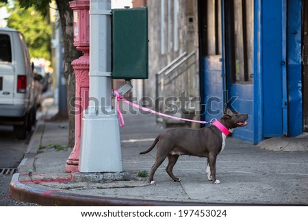 Dog on a leash tied to a street lamp.