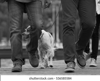 Dog on a leash without a muzzle, walks quietly among people. Italy.